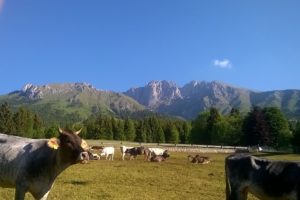 [:it]Mucche al pascolo di fronte all' Hotel Des Alpes Presolana[:]